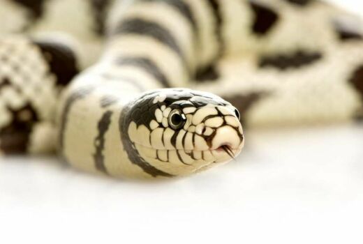 California Kingsnake