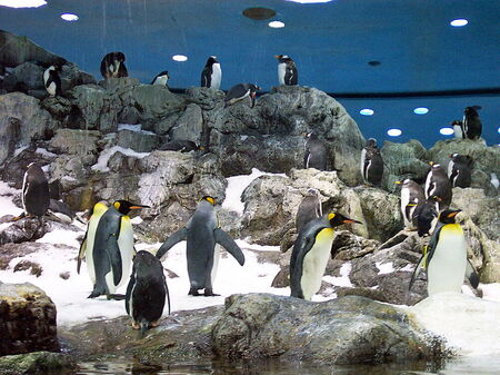 Teneriffa - Loro Parque