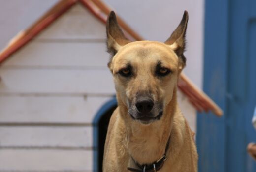 Podenco