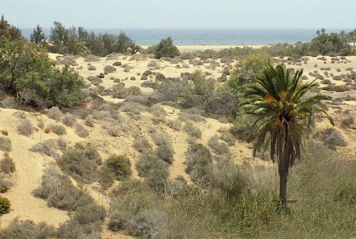 Die goldenen Dünen von Maspalomas im Sonnenuntergang auf Gran Canaria