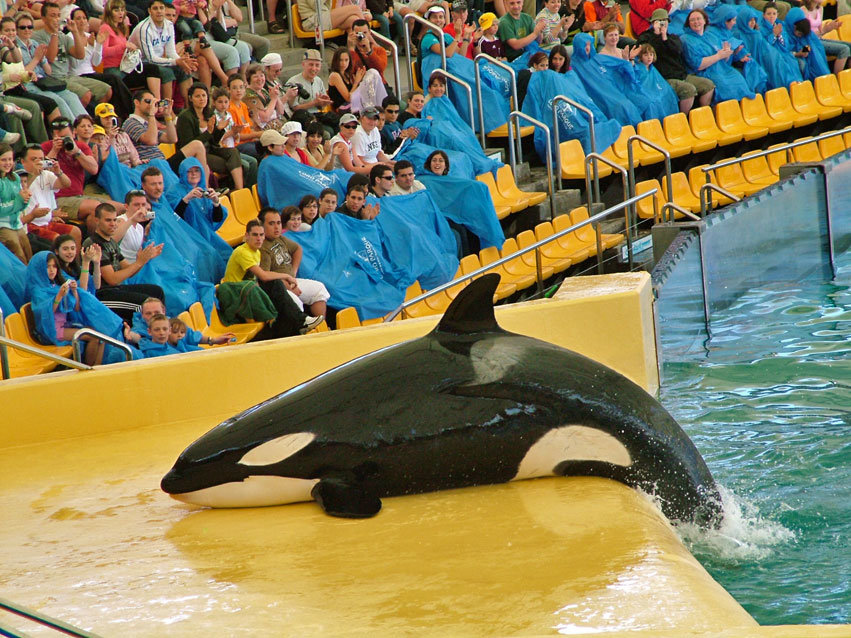 Orca Show