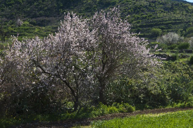 Almendras-