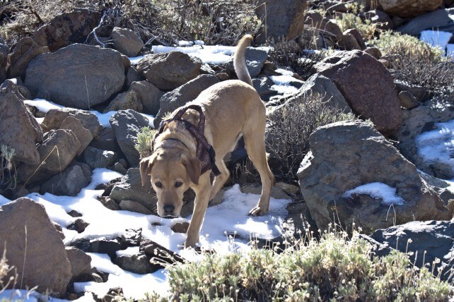 auch Hund freut sich über Abwechslung im Schnee