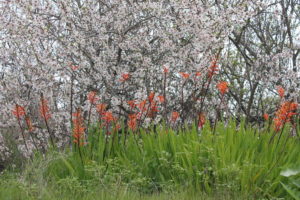 Wilde Weinblumen