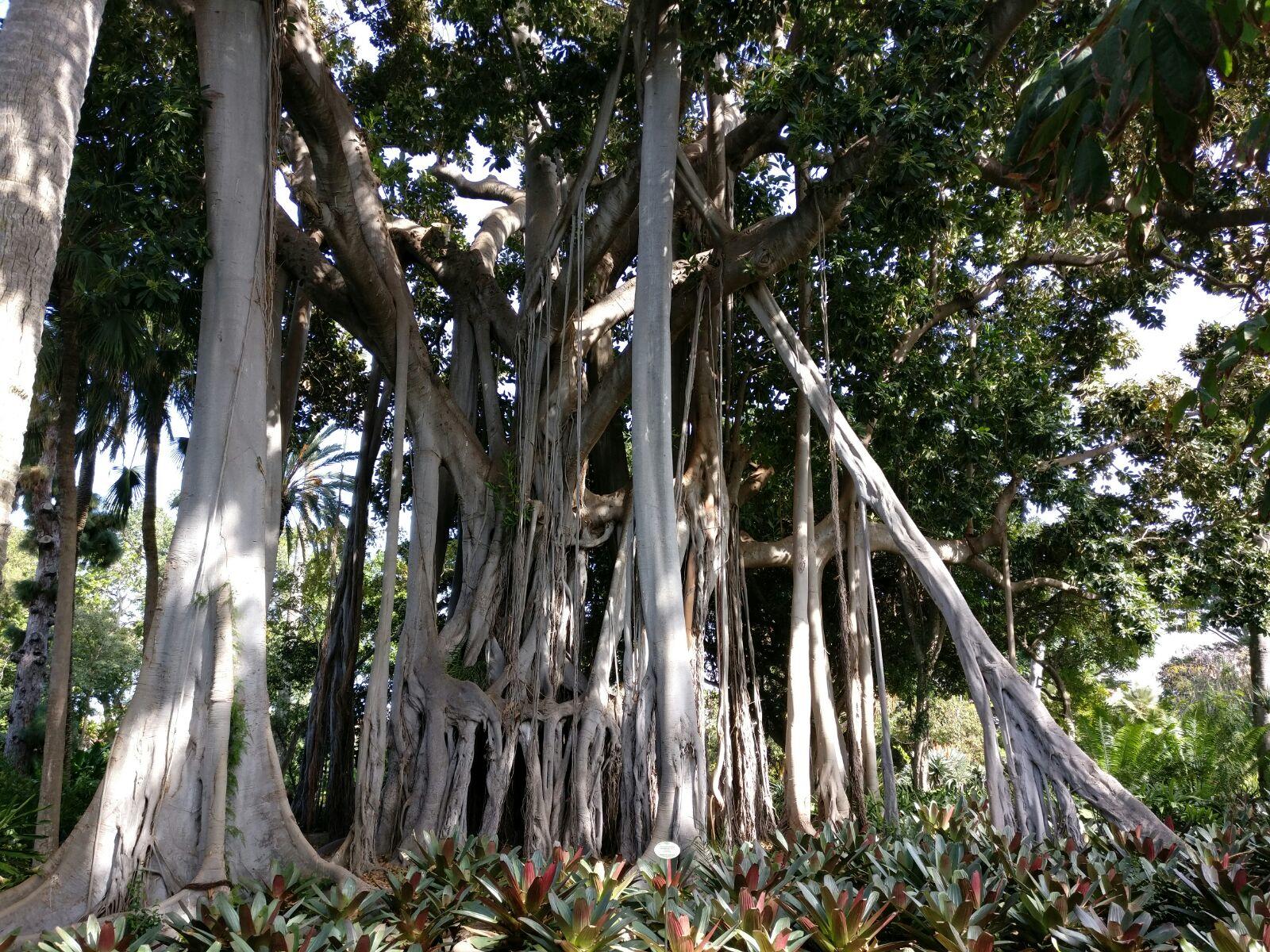 Würgefeigenbaum in Botanischer Garten