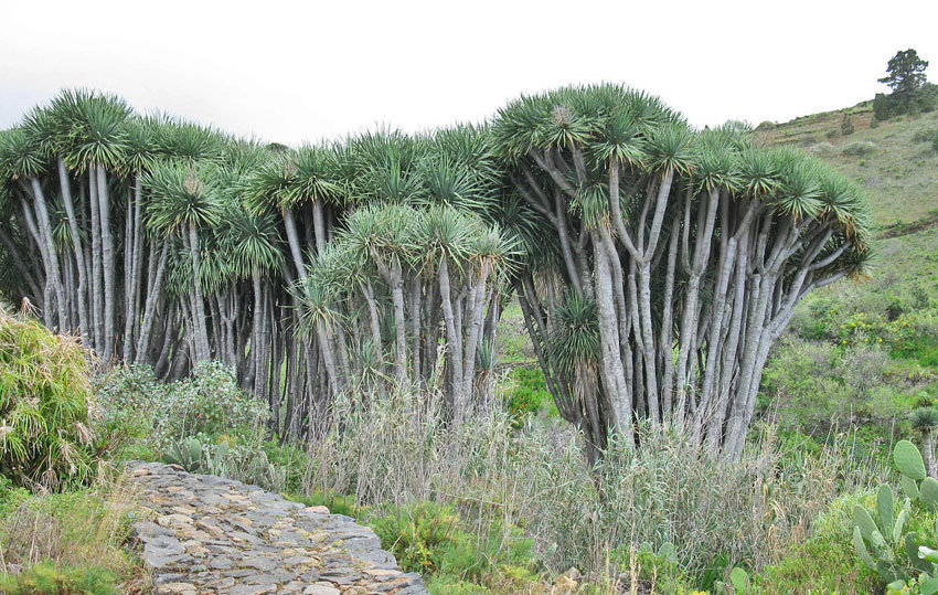 Drachenbäume auf La Palma