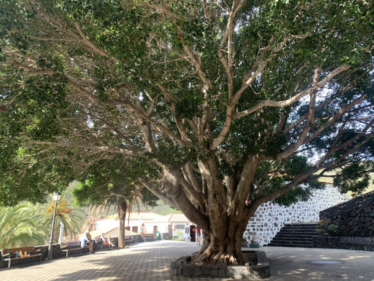 Drachenbaum im Ortszentrum