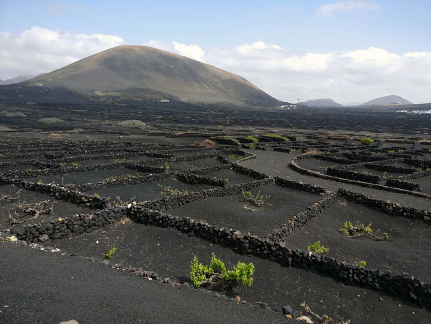 Weinanbau auf Lanzarote